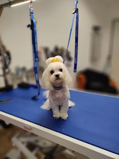 Groomer Psi- Fryz Wałbrzych. Pielęgnacja Psów i Kotów